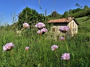Sui monti sopra casa bei fiori primaverili-26magg23 - FOTOGALLERY